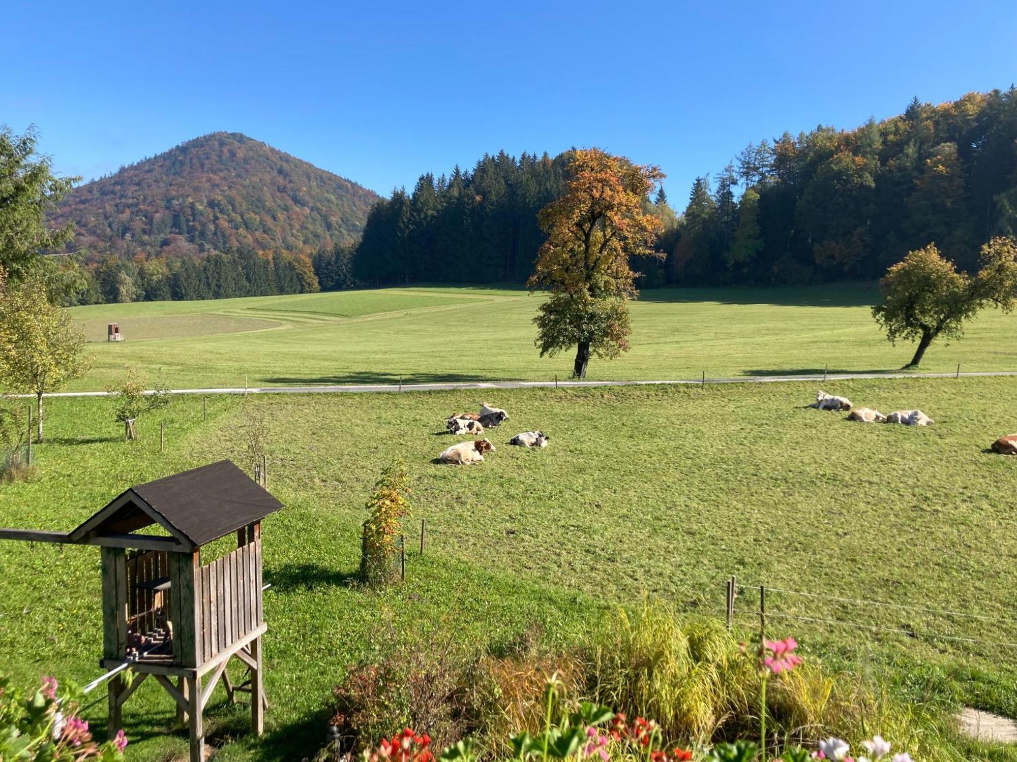 Obereggut Apartment Hof bei Salzburg Bagian luar foto